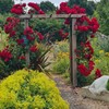 Gardens and Maintenance