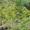Gardens and Maintenance