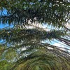 Gardens and Maintenance