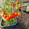 Gardens and Maintenance
