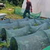 Gardens and Maintenance
