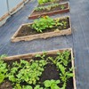 Gardens and Maintenance